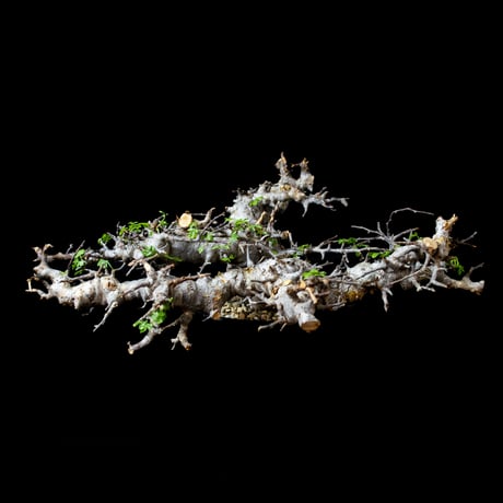 Commiphora sp. somalia eyl / コミフォラ エイル (微発根)
