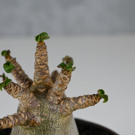Adenium arabicum 'D.H.A.' / アデニウム アラビカム 獅子葉  【発根済】+ 信楽焼