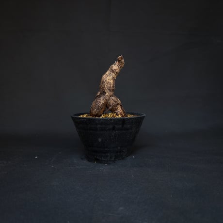 Pelargonium lobatum / ペラルゴニウム ロバツム (発根済)