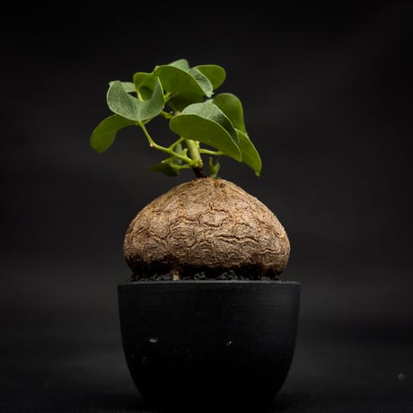 Dioscorea elephantipes / ディオスコレア エレファンティペス【 アフリカ 亀甲竜 】