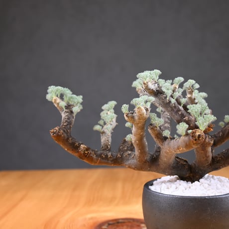 Monsonia multifida  (Sarcocaulon multifidum) / モンソニア ムルチフィダ (サルコカウロン ムルチフィズム) 【発根済】  + 信楽焼