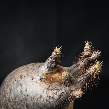 Pachypodium rosulatum var. gracilius / パキポディウム グラキリス 【微発根】