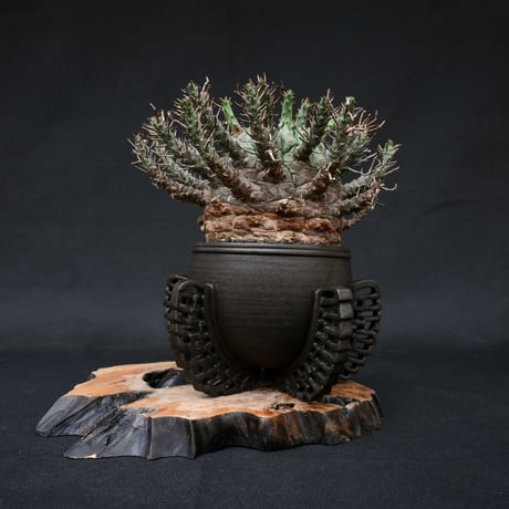 Euphorbia fusca / ユーフォルビア フスカ 【発根済】 + 金釉透彫五翼鉢 後藤瑞葉氏 作