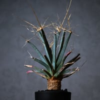 Leuchtenbergia principis / レウクテンゲルギア プリンキピス 晃山【実生】