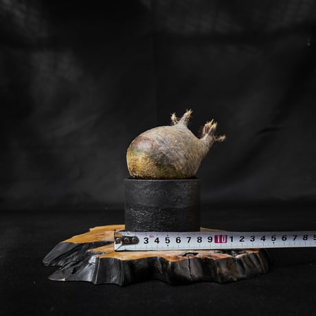Pachypodium rosulatum var. gracilius / パキポディウム グラキリス 【微発根】