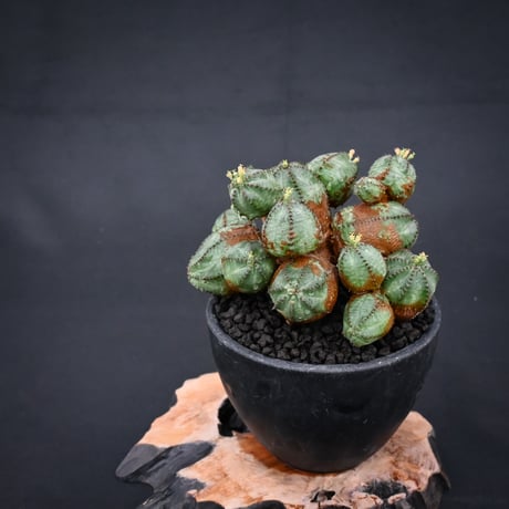 Euphorbia  'ObesaBlow' / ユーフォルビア オベサブロウ 【発根済】