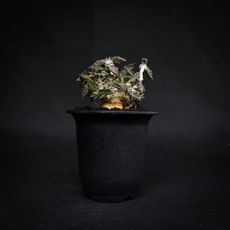 Euphorbia tulearensis / ユーフォルビア トゥレアレンシス 【発根済】