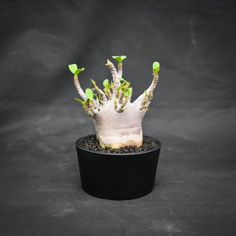 Adenium arabicum 'BLACK' dwarf type  / アデニウム アラビカム 'ブラック' ドワーフタイプ【微発根】