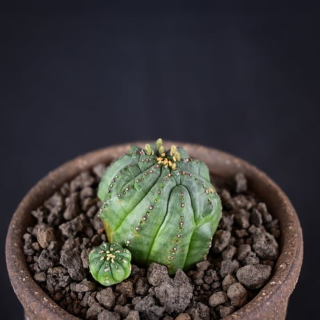Euphorbia obesa hyb ’ Bonten ’ f. monstrosa  / ユーフォルビア オベサ 梵天 石化 【実生】 + 信楽焼
