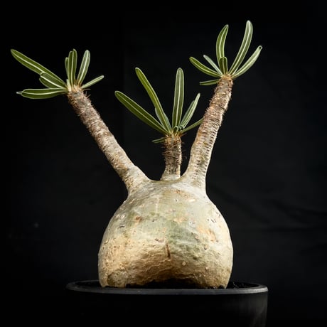Pachypodium rosulatum var. gracilius / パキポディウム グラキリス 【微発根】