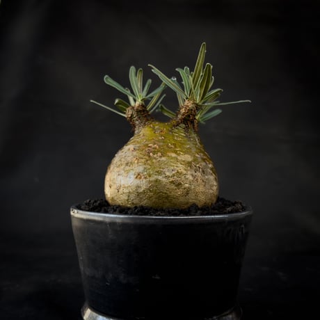 【Premium Line】 Pachypodium rosulatum var. gracilius / パキポディウム グラキリス 【微発根】+  MANGAN