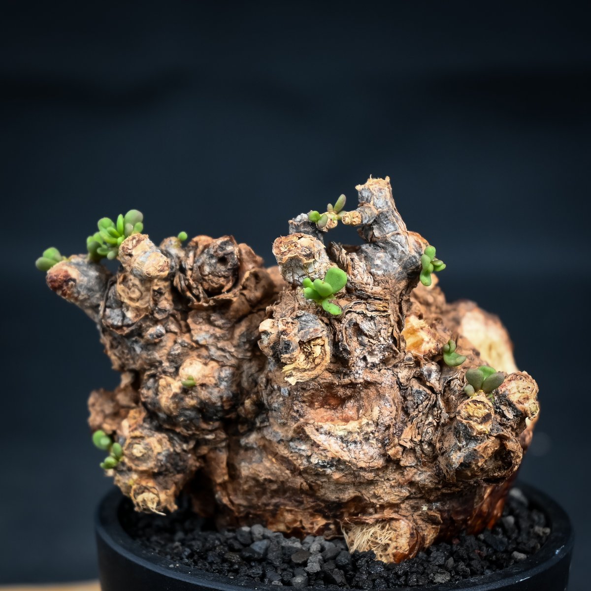 現地球 ケラリアピグマエア 雌雄未判別