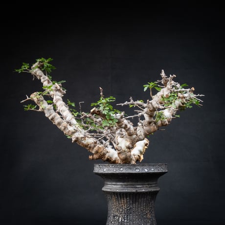 【Premium Line】 Commiphora sp. somalia " Eyl " / コミフォラ エイル 【発根済】 + 【小野瀬 一】