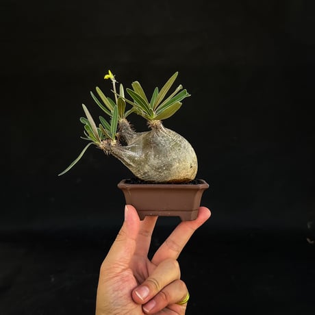 【選抜】 Pachypodium rosulatum var. gracilius / パキポディウム グラキリス 【微発根】