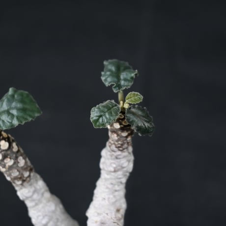 Dorstenia foetida / ドルステニア フォエチダ 【微発根】