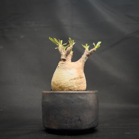 【Premium Line】 Pachypodium rosulatum var. gracilius / パキポディウム グラキリス 【微発根】+ 信楽焼