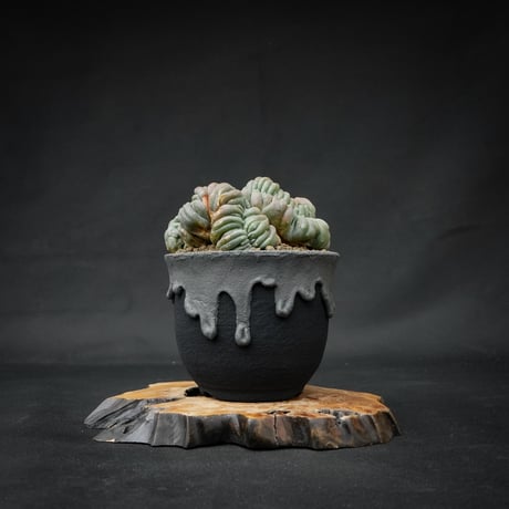 Lophophora williamsii var. cristate / ロフォフォラ ウィリアムシー 鳥羽玉 綴化 【実根】+ 灰黒垂れ