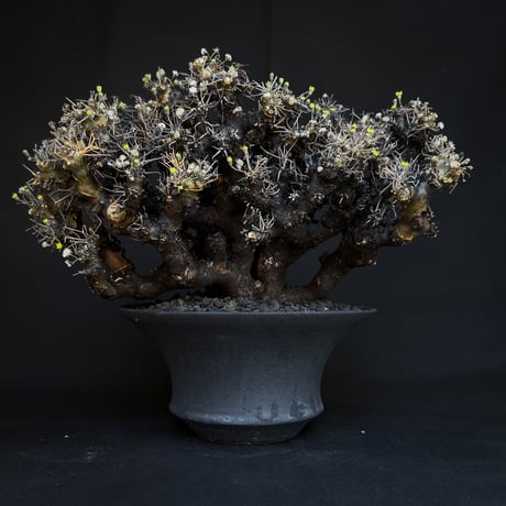 othonnaeuphorbioides | STORES othonnaeuphorbioides | STORES