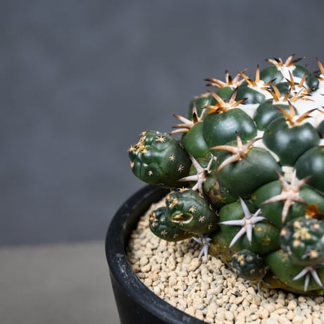 Coryphantha elephantidens / コリファンタ 短刺象牙丸 仔吹き