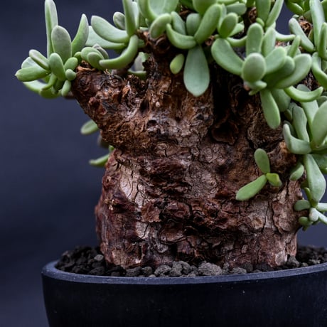 Ceraria pygmaea / ケラリア ピグマエア 【発根済】 [雌雄未判別]