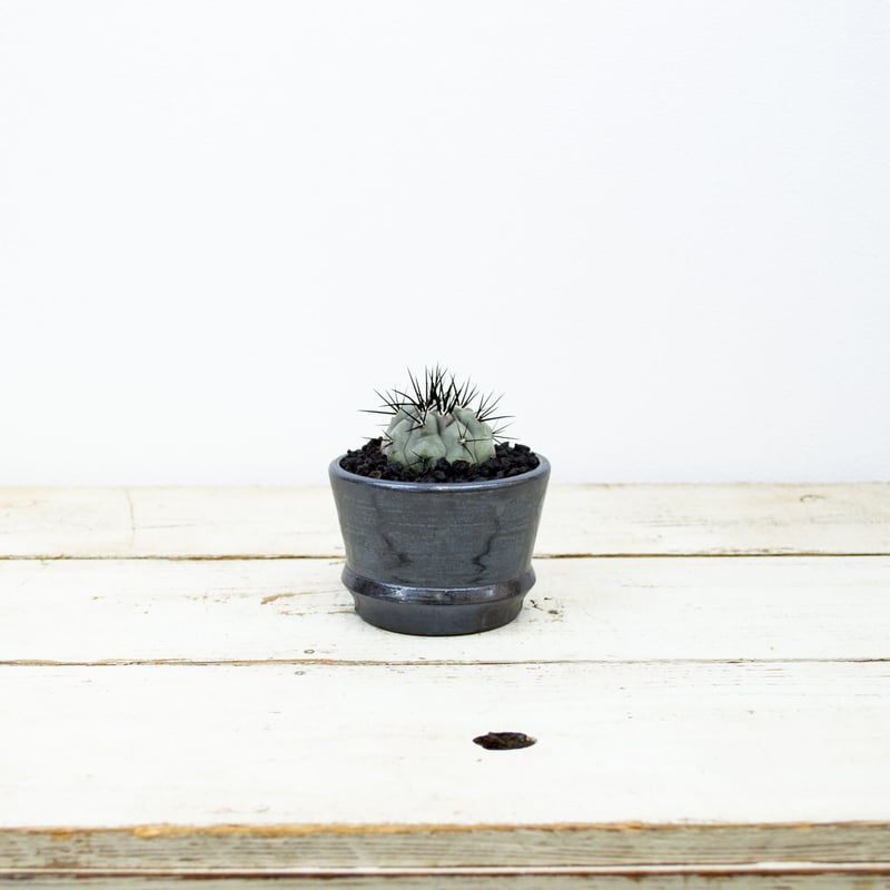 Premium Line】Copiapoa cinerea / コピアポア シネレア 黒王丸 Premium Line】Copiapoa cinerea / コピアポア シネレア 黒王丸