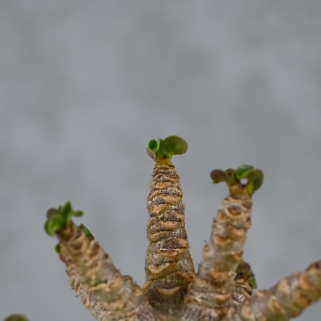Adenium arabicum 'D.H.A.' / アデニウム アラビカム 獅子葉  【発根済】+ 信楽焼