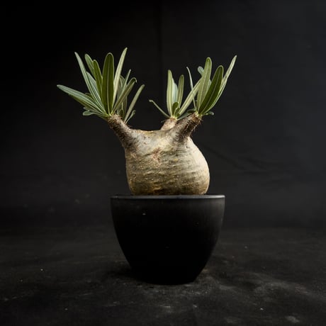 Pachypodium rosulatum var. gracilius / パキポディウム グラキリス 【微発根】