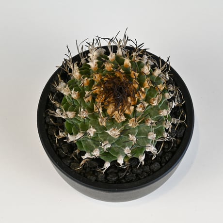 Turbinicarpus alonsoi / ツルビニカルプス アロンソイ 【実生】