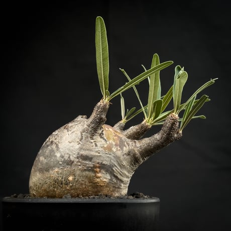 Pachypodium rosulatum var. gracilius / パキポディウム グラキリス 【微発根】
