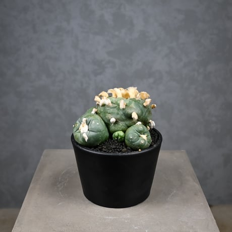 Lophophora diffusa / ロフォフォラ ディフューサ 翠冠玉