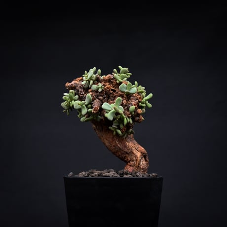 Ceraria pygmaea / ケラリア ピグマエア 【発根済】 [雌雄未判別]