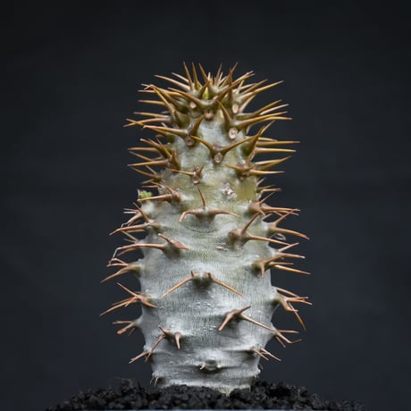 【Premium Line】 Pachypodium ambongense / パキポディウム アンボンゲンセ 【微発根】 + 円 -MADOKA- 蒼鱗 凹 【QUTOTEN.】