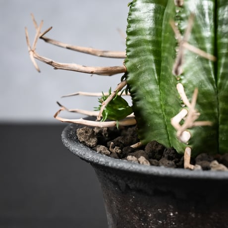Euphorbia meloformis spp. Super Valida / ユーフォルビア スーパーバリダ 【雄株】【高木実生】 + 信楽焼