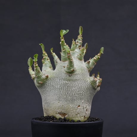 Adenium arabicum super dwarf / アデニウム アラビカム スーパードワーフ【微発根】
