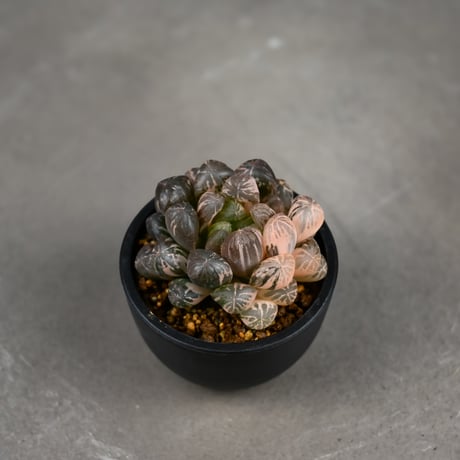 Haworthia cooperi var. truncata 'Maihime' / ハオルチア 特ダルマ型 オブツーサ 錦 舞姫