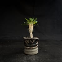 Euphorbia guillauminiana / ユーフォルビア ギラウミニアナ 【微発根】 + 信楽焼