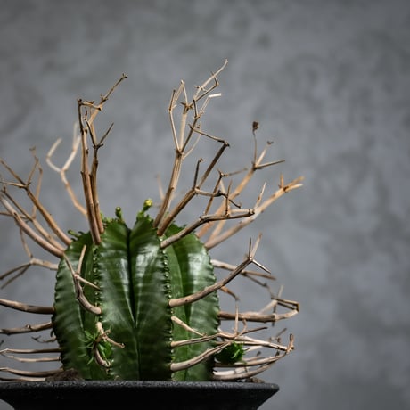 Euphorbia meloformis spp. Super Valida / ユーフォルビア スーパーバリダ 【雄株】【高木実生】 + 信楽焼