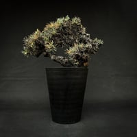Othonna euphorbioides / オトンナ ユーフォルビオイデス 【発根済】