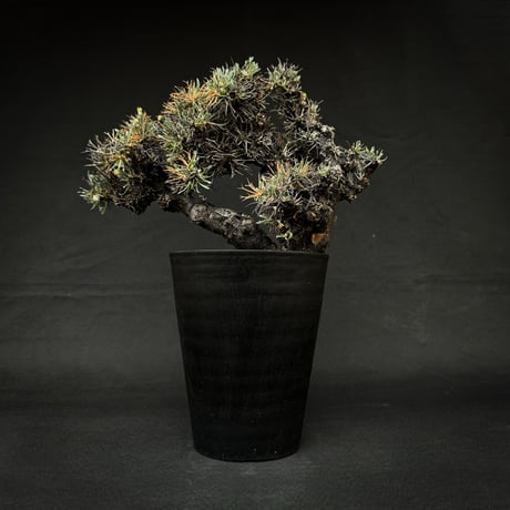 othonnaeuphorbioides | STORES othonnaeuphorbioides | STORES