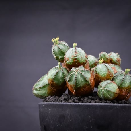 Euphorbia  'ObesaBlow' / ユーフォルビア オベサブロウ 【発根済】