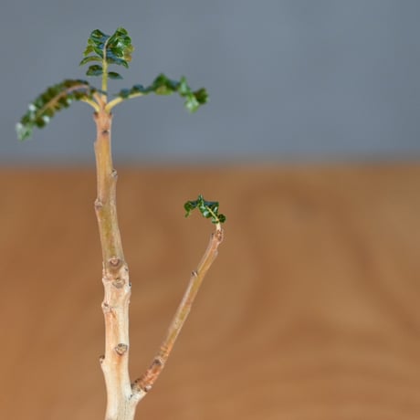 Boswellia nana / ボスウェリア ナナ 【発根済】
