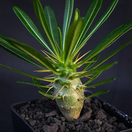 Pachypodium ambongense / パキポディウム アンボンゲンセ 【実生】