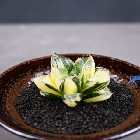 Haworthia 'Juliana' ( 'Mirrorball' X cooperi var. truncata variegated ) / ハオルチア ジュリアナ + 信楽焼