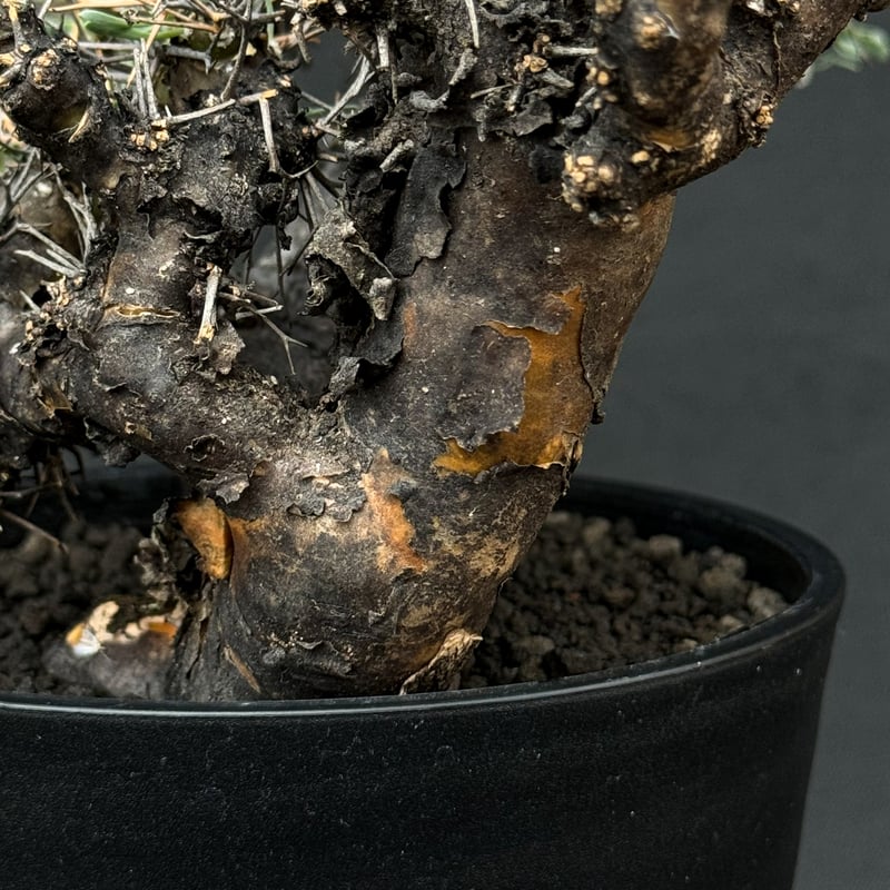 Othonna euphorbioides / オトンナ ユーフォルビオイデス 【発根 Othonna euphorbioides / オトンナ ユーフォルビオイデス 【発根