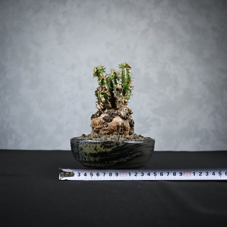 Euphorbia mlanjeana / ユーフォルビア ムランジーナ 【発根済】