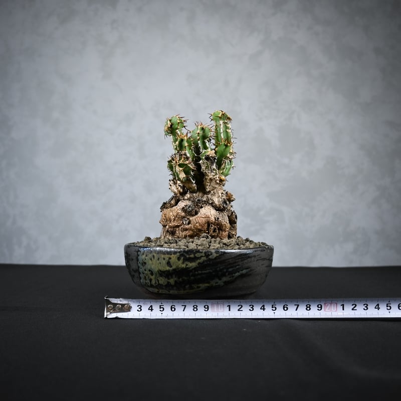 発根済 ユーフォルビア　ムランジーナ Euphorbia mlanjeana / ユーフォルビア ムランジーナ 【発根済】 | GR