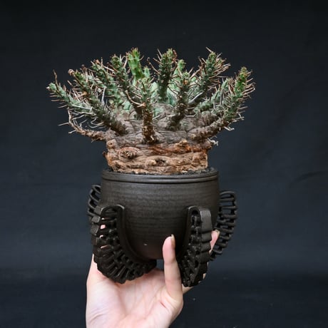 Euphorbia fusca / ユーフォルビア フスカ 【発根済】 + 金釉透彫五翼鉢 後藤瑞葉氏 作