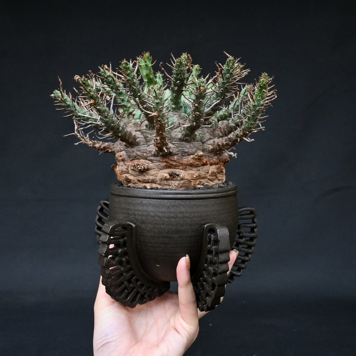 Euphorbia fusca / ユーフォルビア フスカ 【発根済】 + 金釉透彫五翼