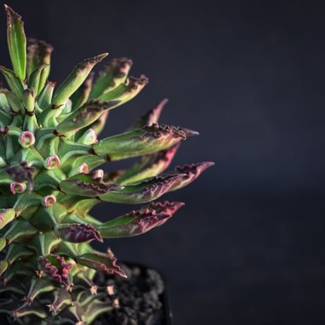 Monadenium schubei  / モナデニウム シューベイ 【発根済】