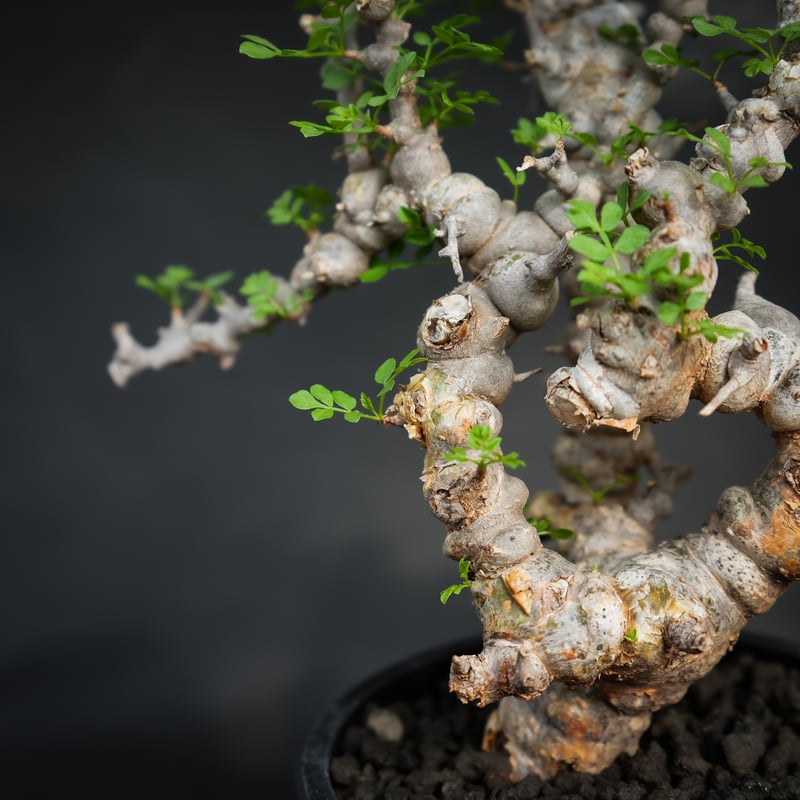 Commiphora sp. somalia eyl / コミフォラ エイル (微発根) | Commiphora sp. somalia eyl / コミフォラ エイル (微発根) |